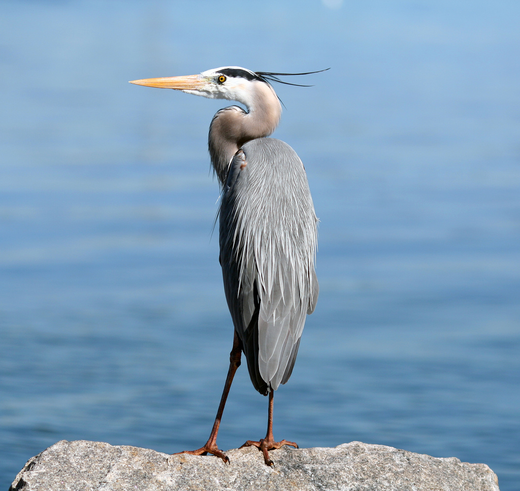 Great Blue Heron On Rock1.jpg