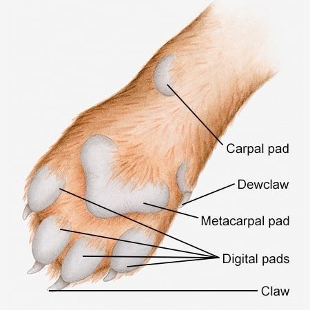 Paw Patrol: Recognizing, Preventing, and Treating Paw Pad Injuries