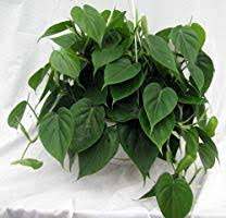 Heart Leaf Philodendron - Easiest House Plant to Grow - 4" Pot - Live  Plant: Amazon.com: Grocery & Gourmet Food