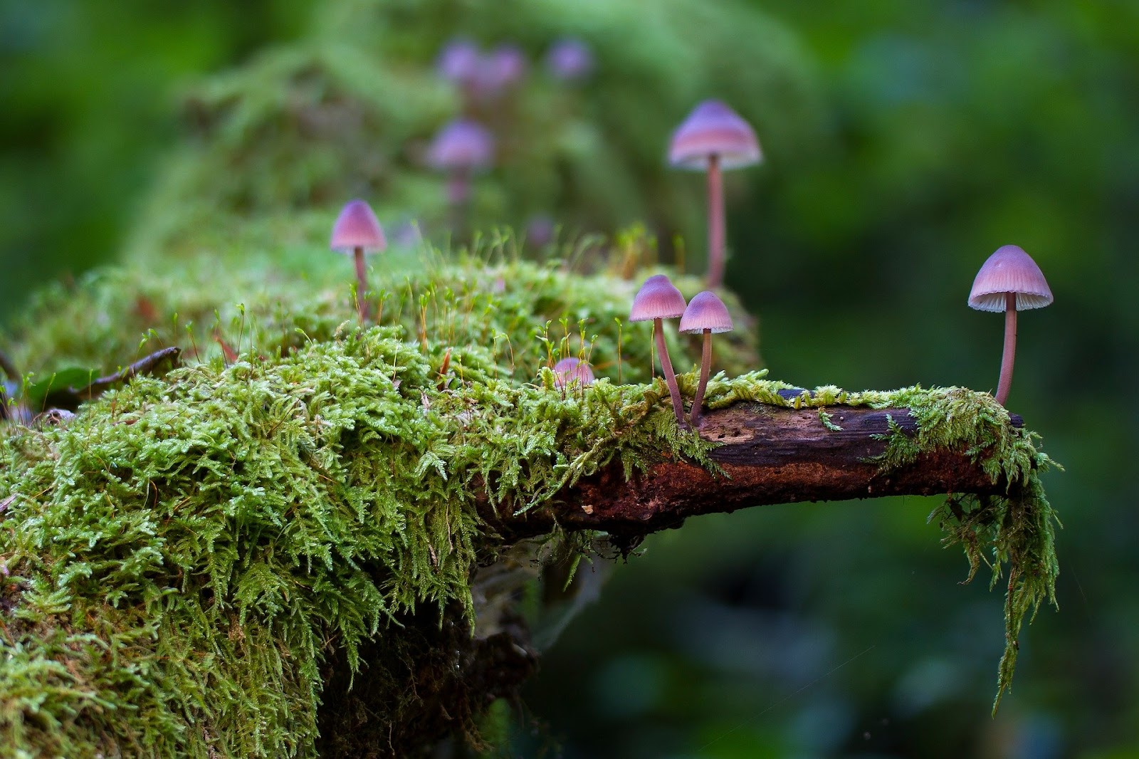 Mushrooms and moss