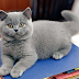 Munchkin Cats For Sale