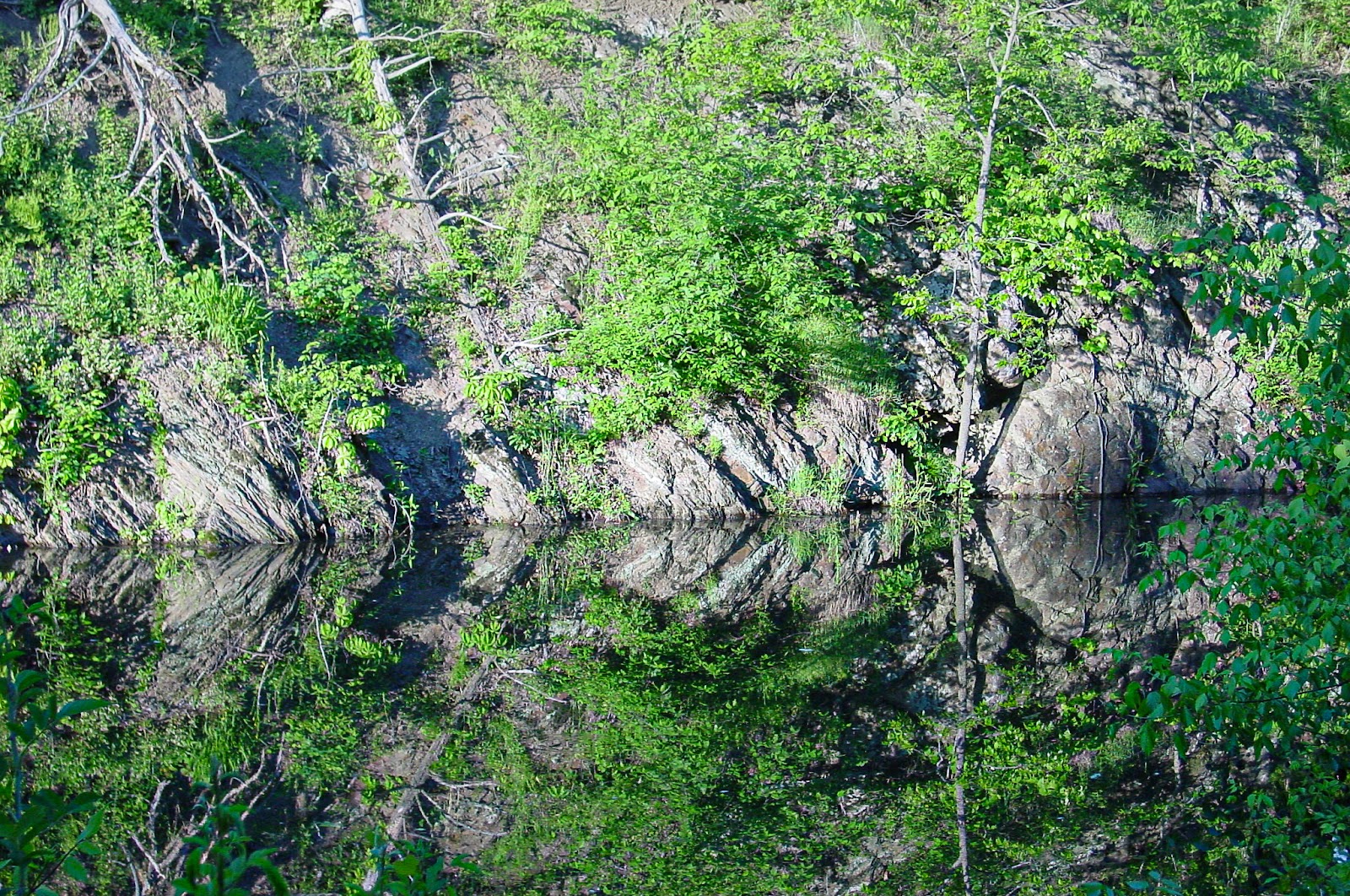 The edge of a pool of water reflecting the trees. 