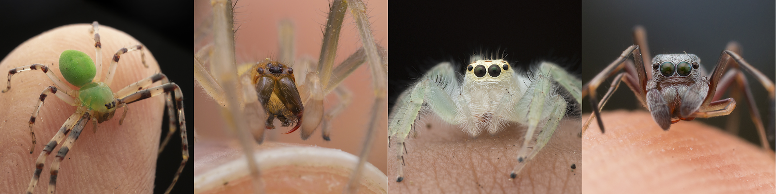 Photographs of spiders on fingertips