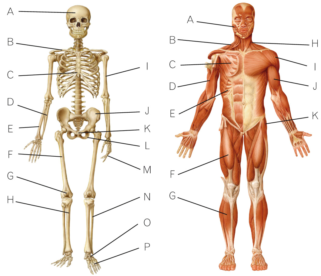 http://www.xtec.cat/~fmarquin/continguts/locomotor3.htm