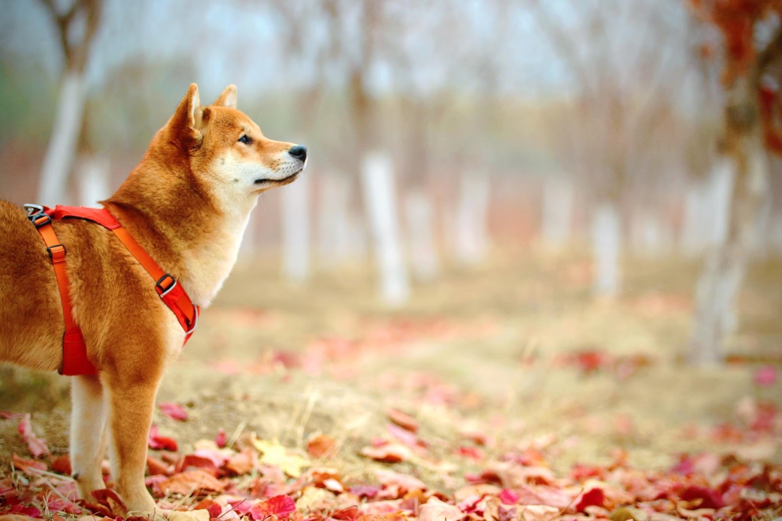 A photo of a Shiba dog standing in a deciduous forest in autumn and looking towards the horizon.