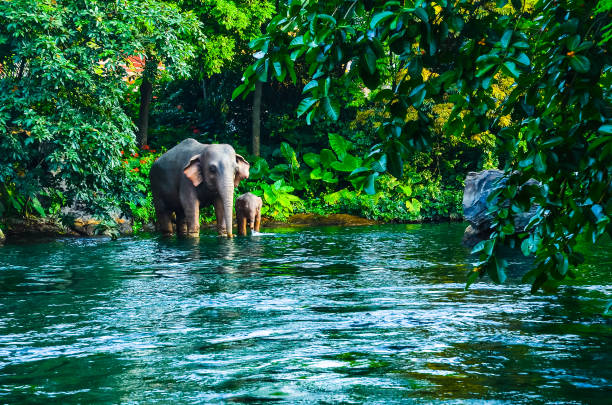 The Best Places To See Elephants In Thailand