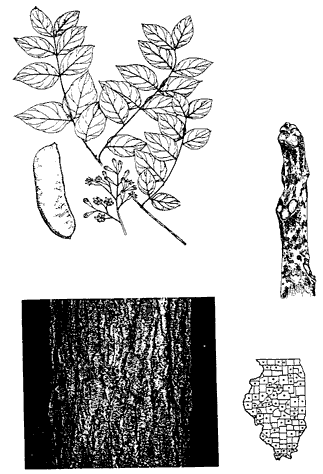 Kentucky Coffee Tree, Gymnocladus dioicus (L.) K. Koch.