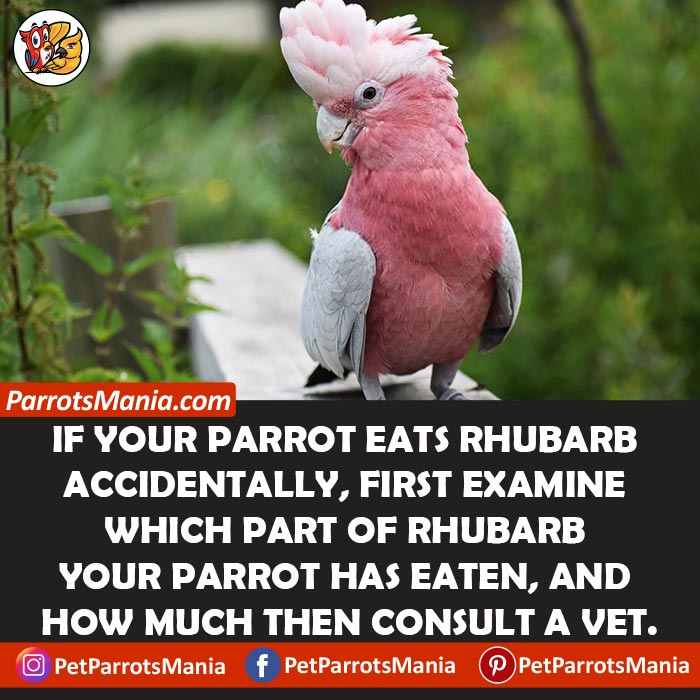 Parrots Eat Rhubarb Accidently