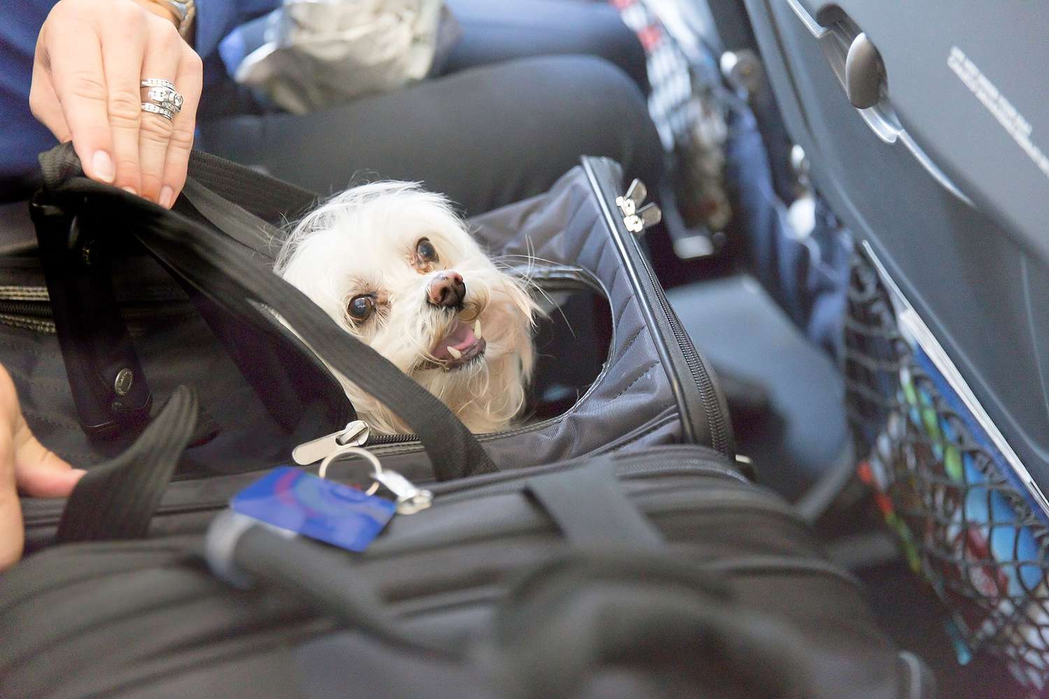 traveling with pets on united airlines