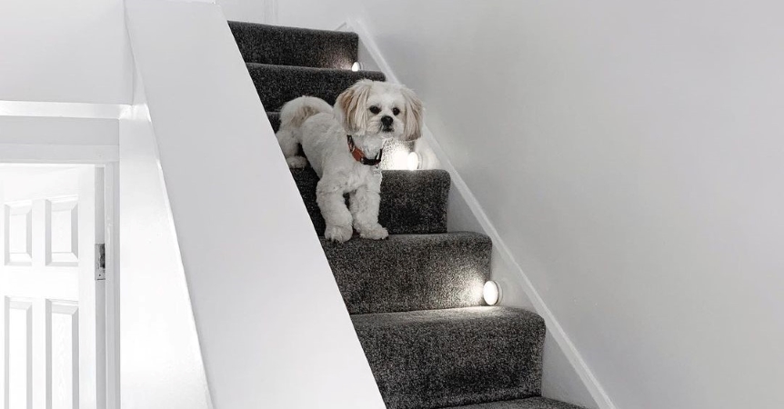 Dog stands beside safety lighting on stairs.