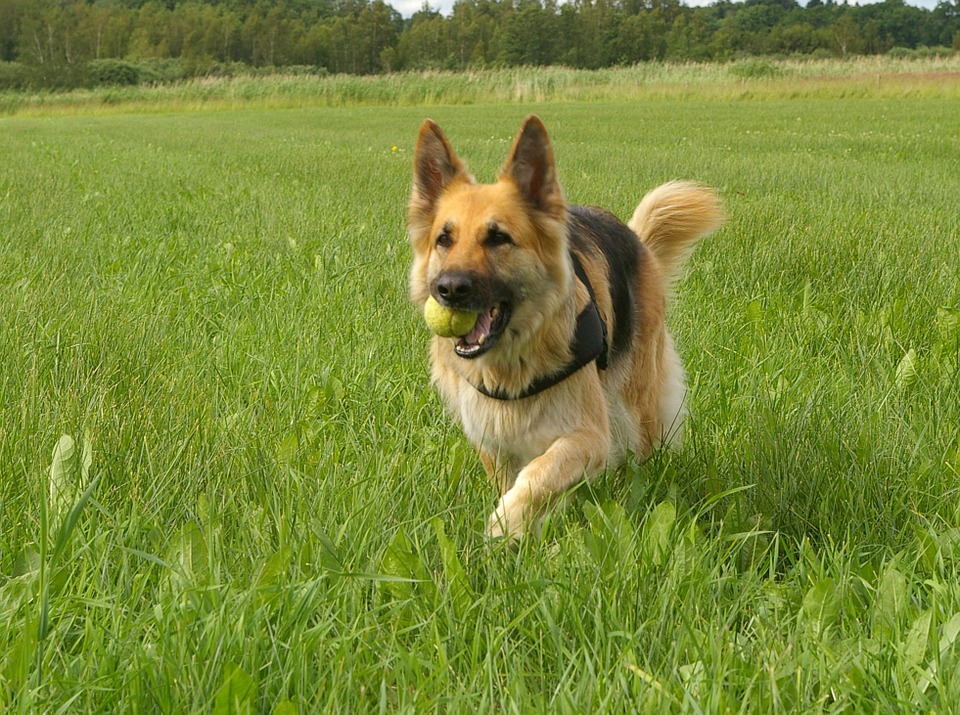 Dog, German Shepherd, Retrieving, Play, Friend, Happy