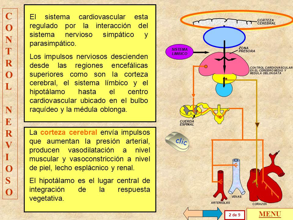 Resultado de imagen para control nervioso del sistema cardiovascular