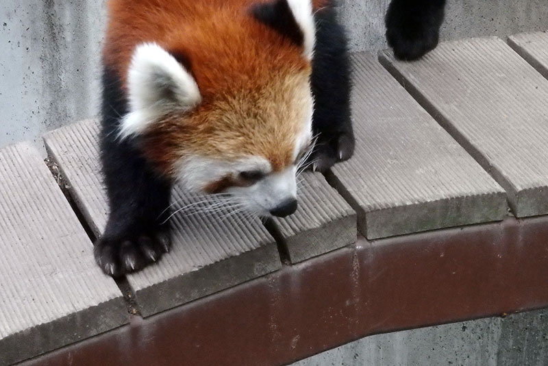 旭山動物園：レッサーパンダ館