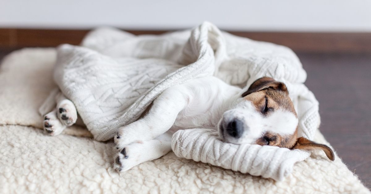 dormir sur nos vêtements rassure nos chiens