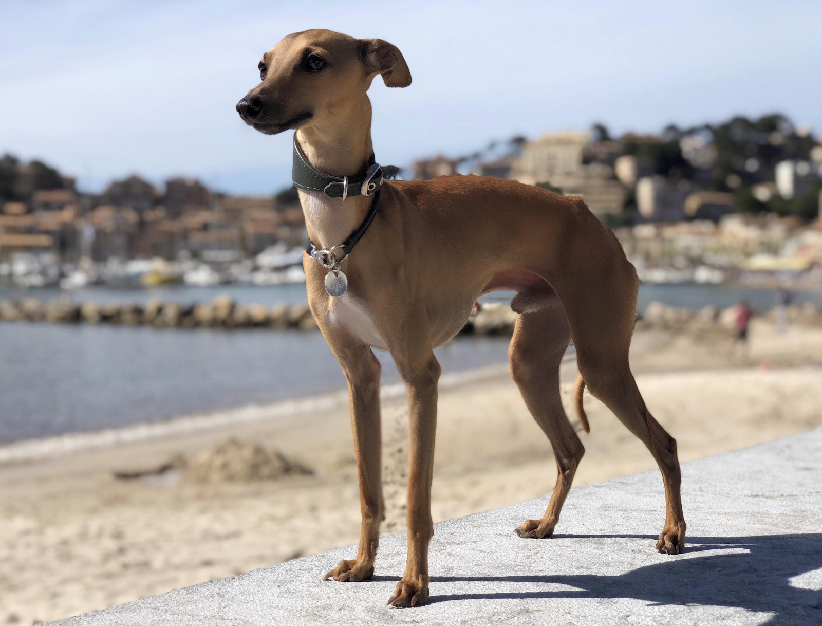 the italian greyhound