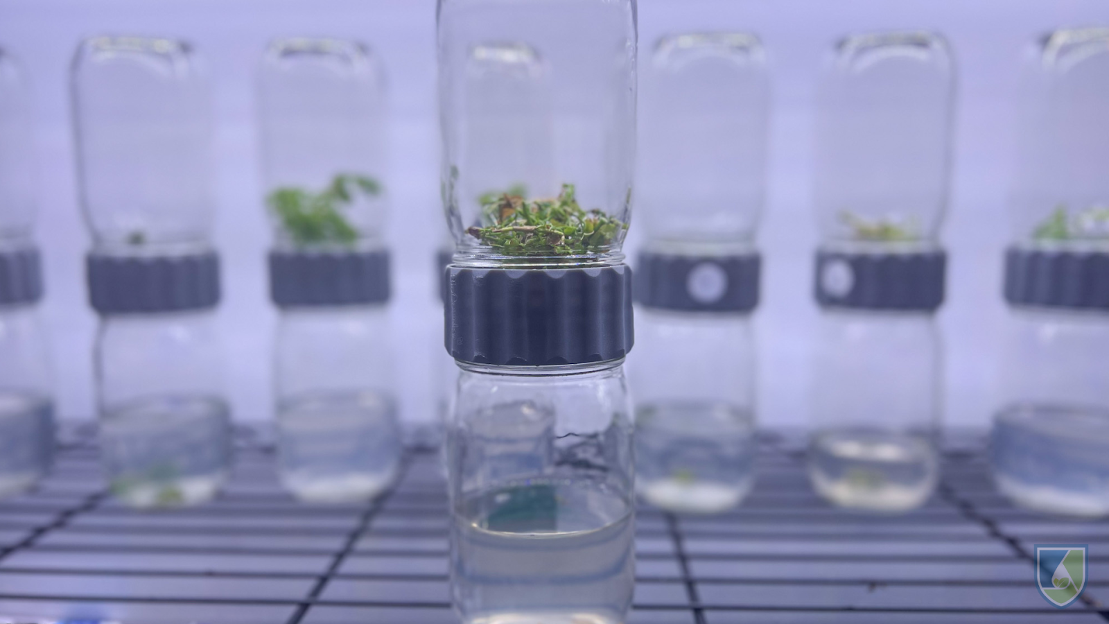 Biocouplers for the perfect multiplication of your in vitro plants!