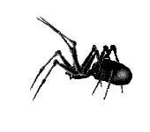 ? Spiders: Animated Images, Gifs, Pictures & Animations - 100% FREE!