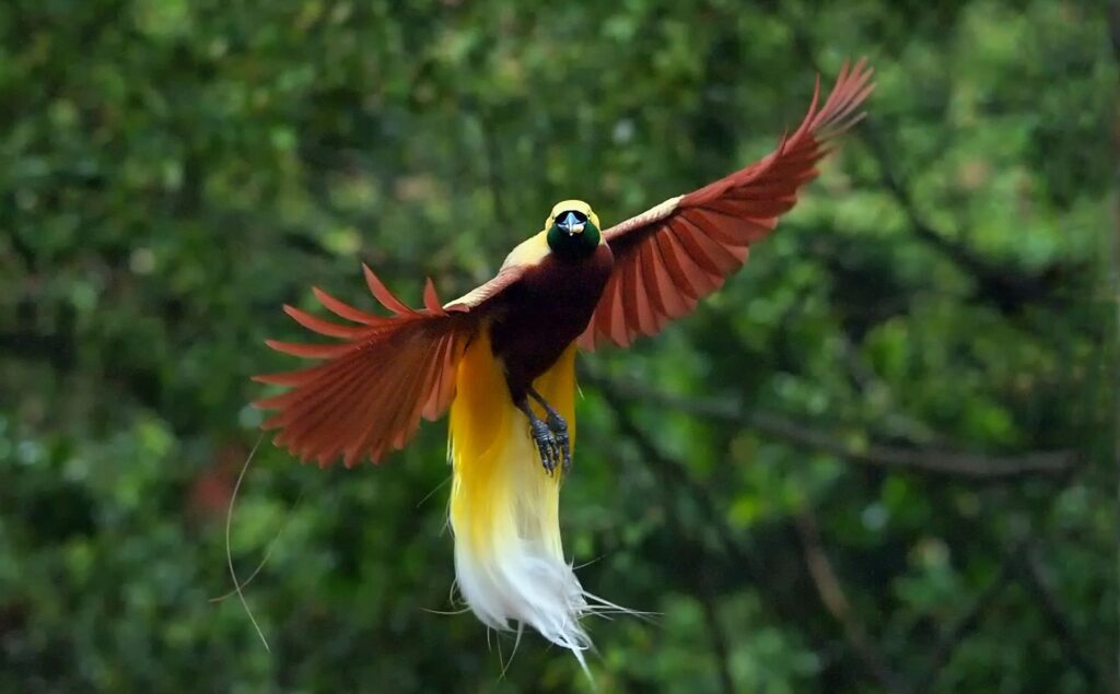 Burung Cenderawasih (Photo: Tata Ruang)