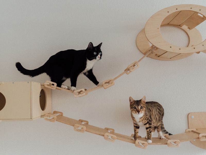 Cat Furniture for Senior Cats