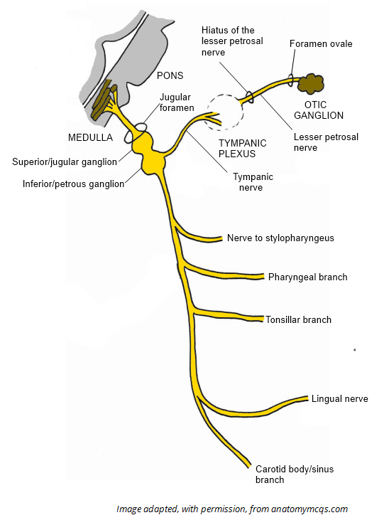 Overview-of-the-Branches-of-the-Glossopharyngeal-Nerve.png