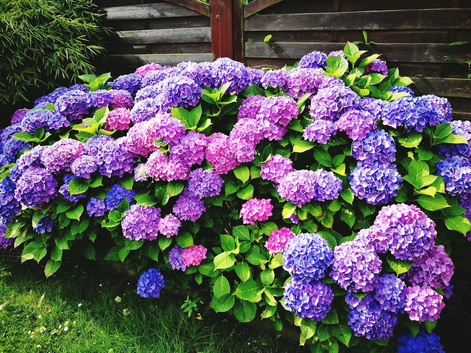 Hydrangeas