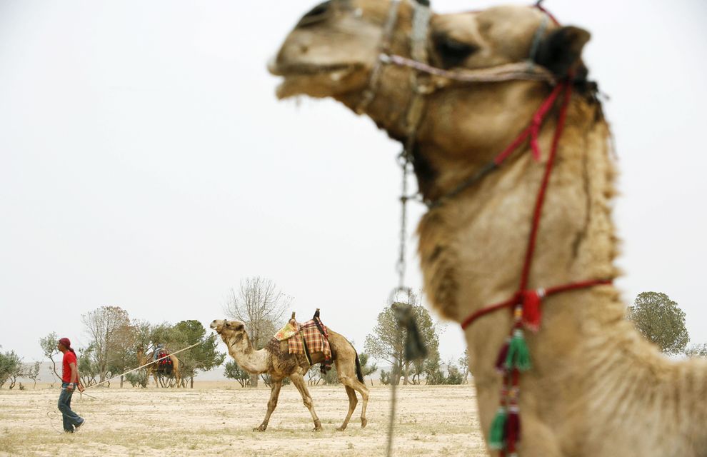 A photo of a camel. ” width=