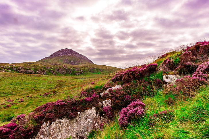 https://i2.pickpik.com/photos/834/819/599/ireland-meadow-green-grass-preview.jpg