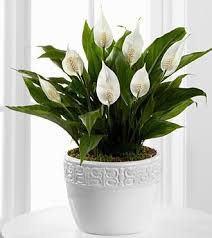 Calming Grace Peace Lily Plant – Beaudry Flowers