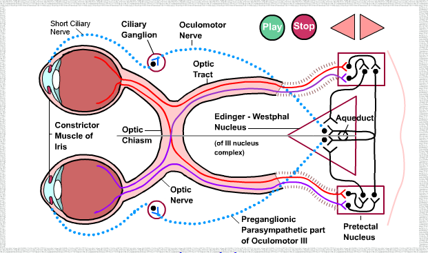 neuro-ophthalmology-school-of-medicine-blogs-stanford-university