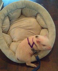 หมูแคระ (Mini pig) สัตว์เลี้ยงน่ารัก แสนเชื่อง 18