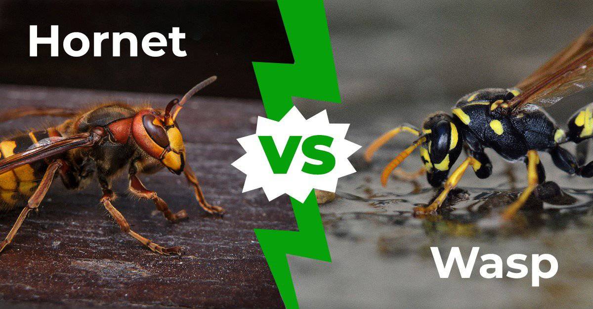 Hornet vs Wasp - How to Tell the Difference in 3 Easy Steps - AZ Animals