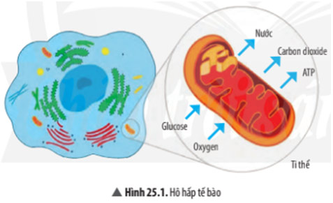 Khái niệm hô hấp tế bào - bài 16 sinh 10