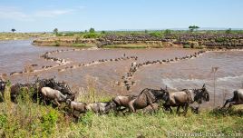 gnus-chegando-outra-margem