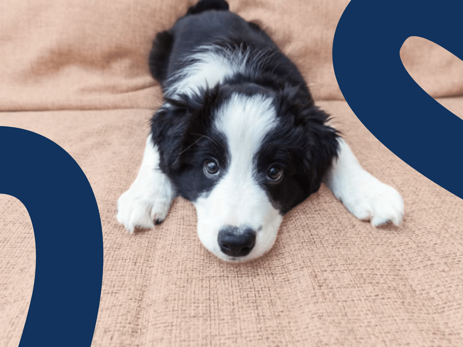 The Different Training Stages Of A Border Collie