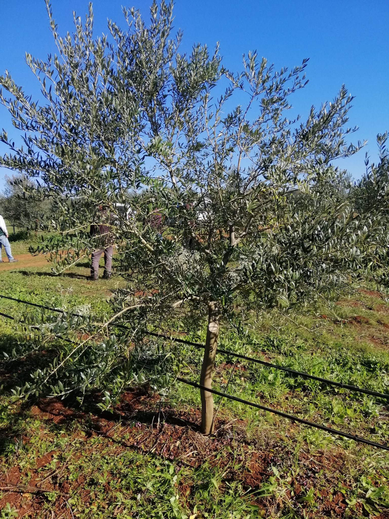 Olive tree in which thinning pruning has been carried out mainly. ESAO Image Bank