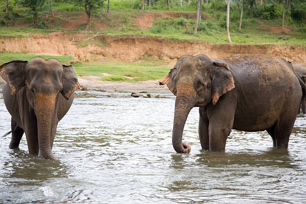 The Best Places To See Elephants In Thailand