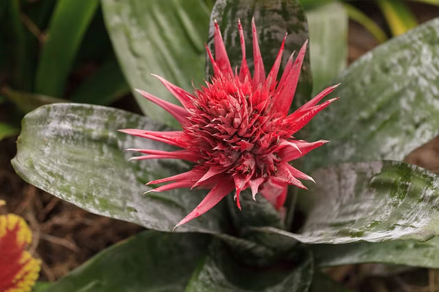 Urn Plant (Aechmea)