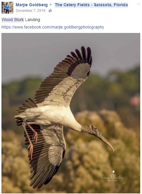 Wood Storkl Jan 2016 - Status - Federally Threatened.jpg