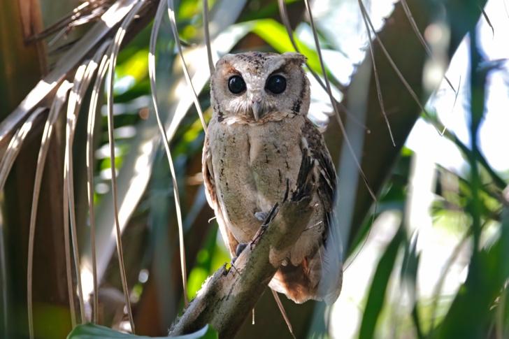 Owl on a tree