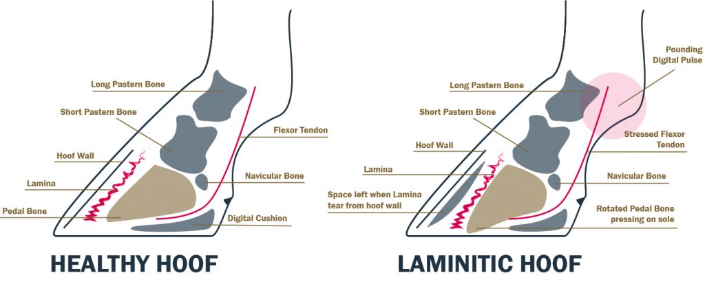 healthy hoof vs laminitic hoof