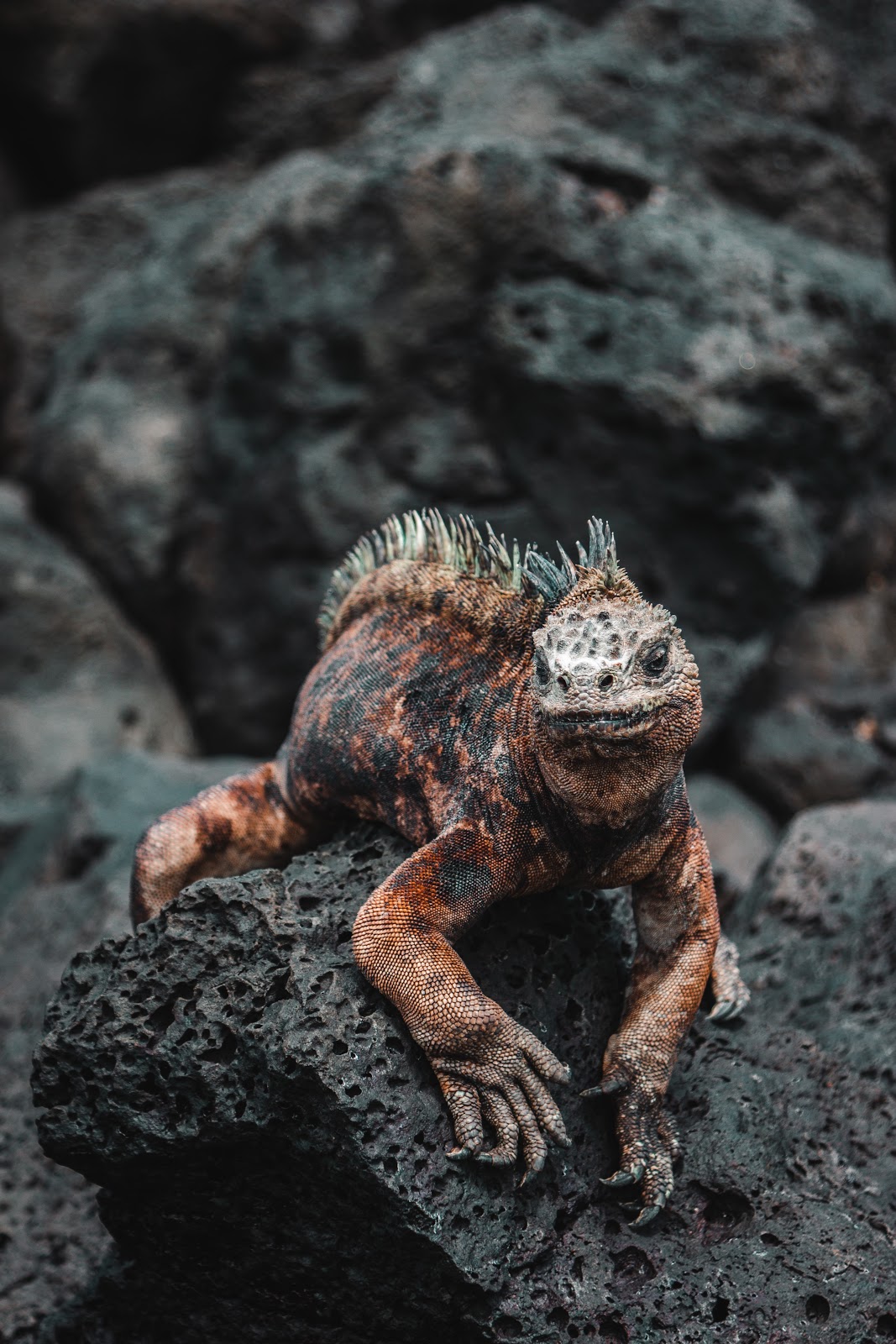 Iguana perched on black rocks