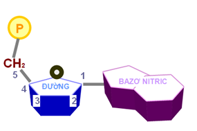 Hình minh họa cấu trúc của nucleotit - bài 6 sinh học 10