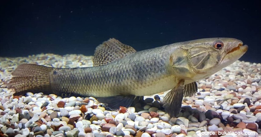 Ikan Malabar Wolffish - 10 Ikan Predator untuk Peliharaan Garang Tapi Menawan