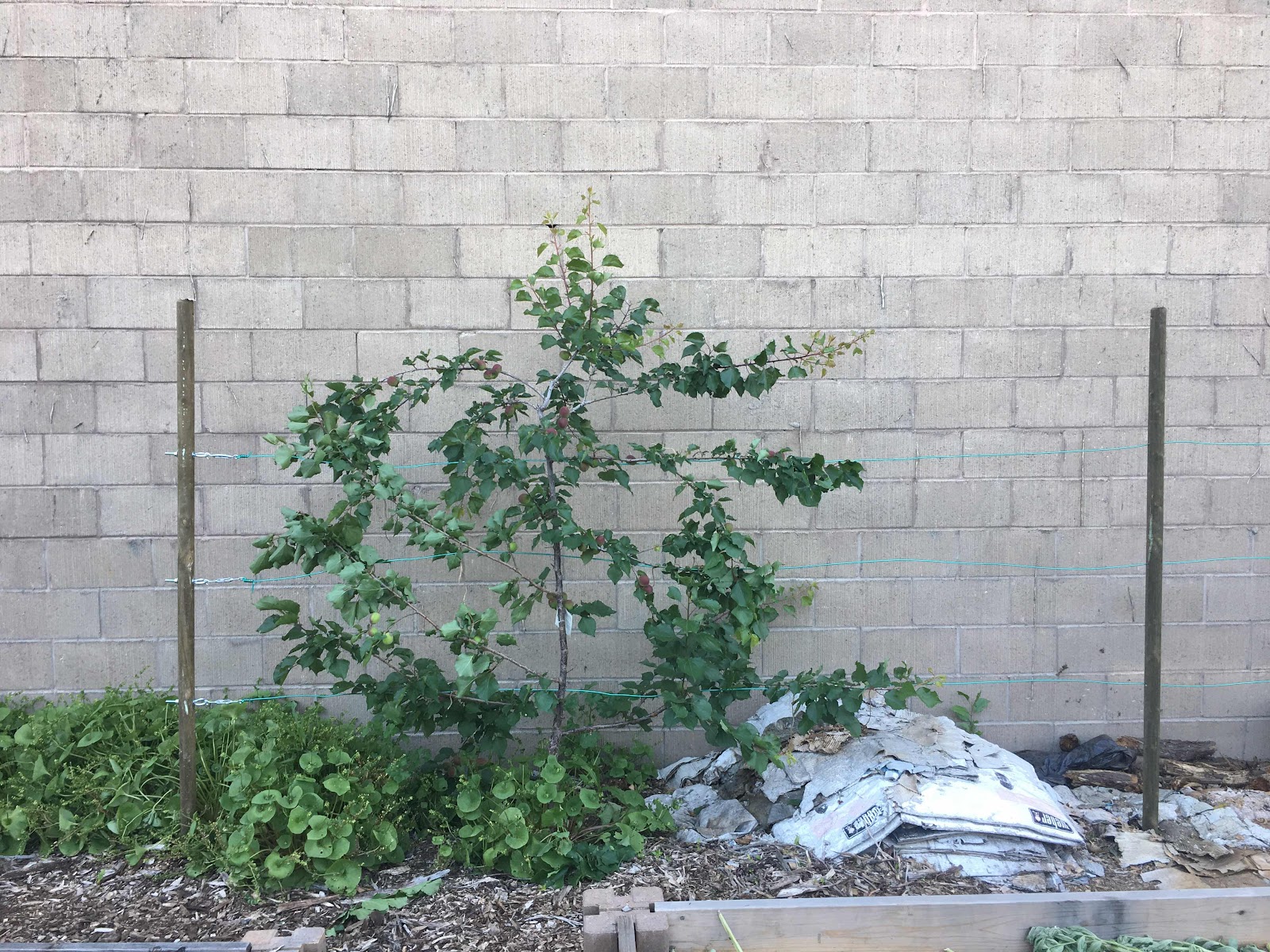 Apricot tree espalier