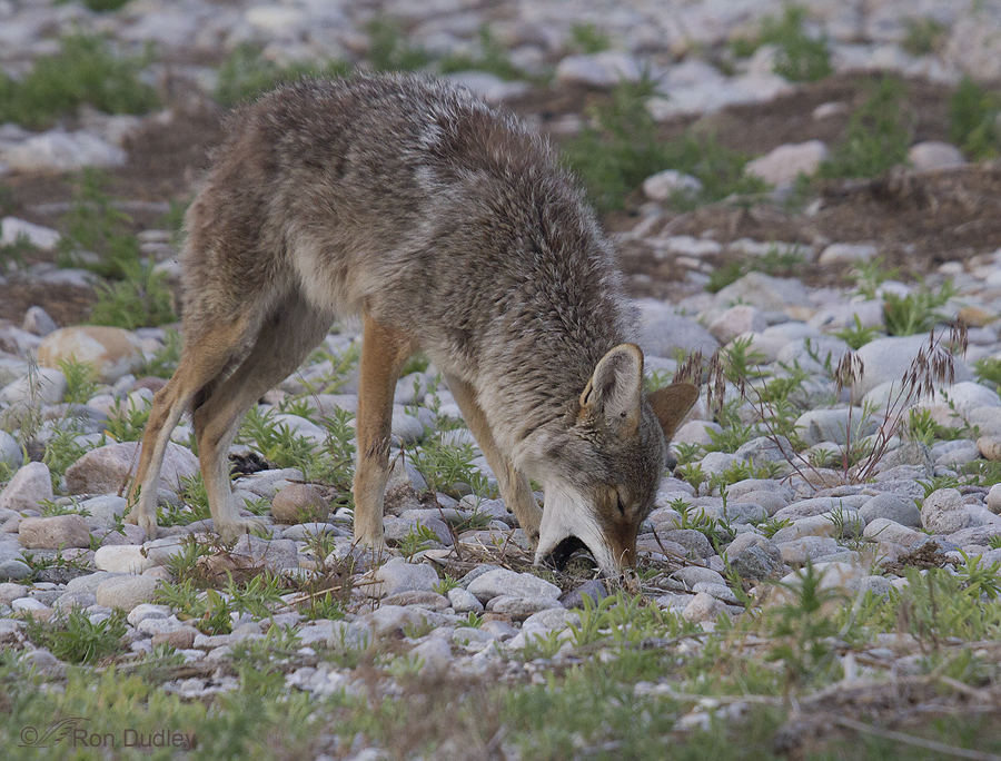 What Do Coyotes Eat? [Diet Menu, Prey List]