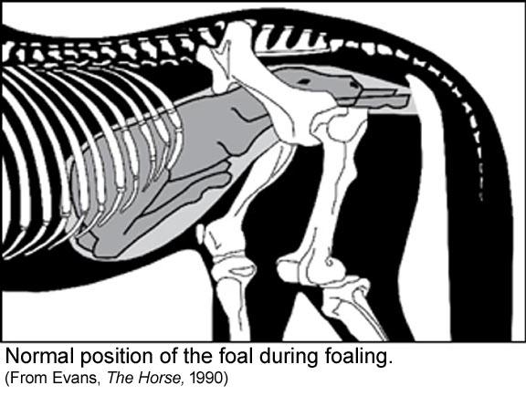 gestation3.jpg