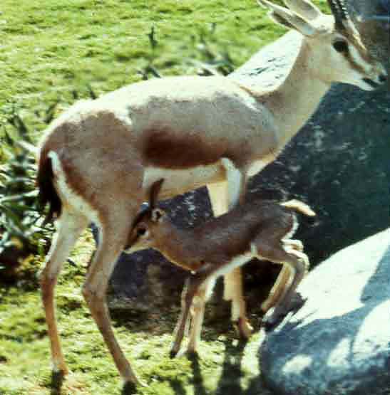 Another putative Soemmerring's gazelle acquired by S.D. Zoo. The lateral stripe alone rules this out as a typical Soemmerring's gazelle