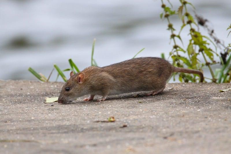 Rotat: äärimmäinen opas