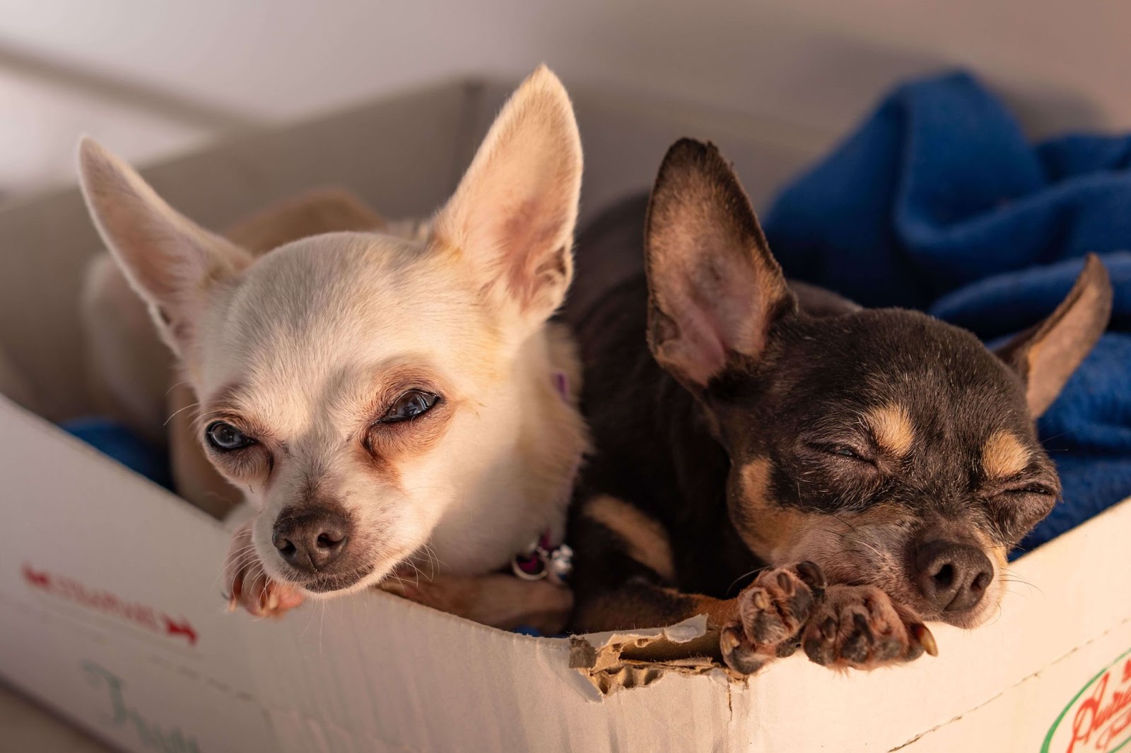 Can Chihuahuas Eat Raw Meat?