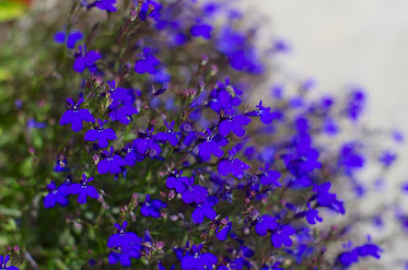 美容室の前を飾る花